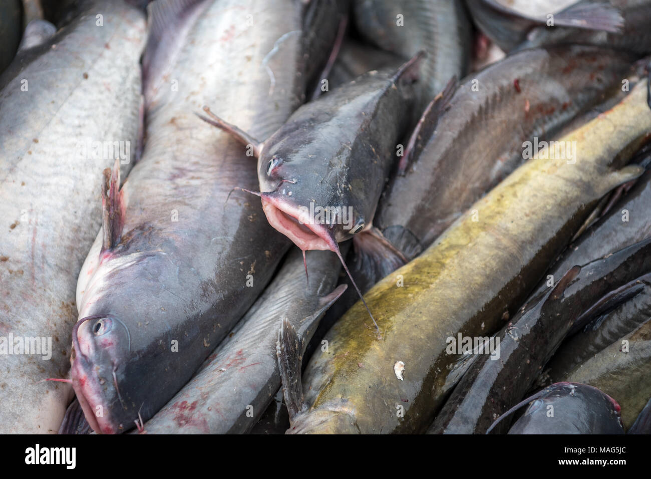 A big blue channel catfish inside a fishing net Stock Photo - Alamy