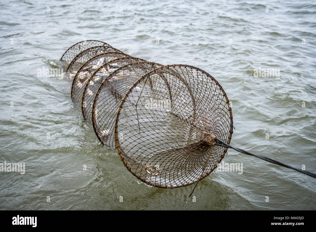 Baited catfish trap being pulled in on the Potomac River near Fort  Washington, Maryland Stock Photo - Alamy