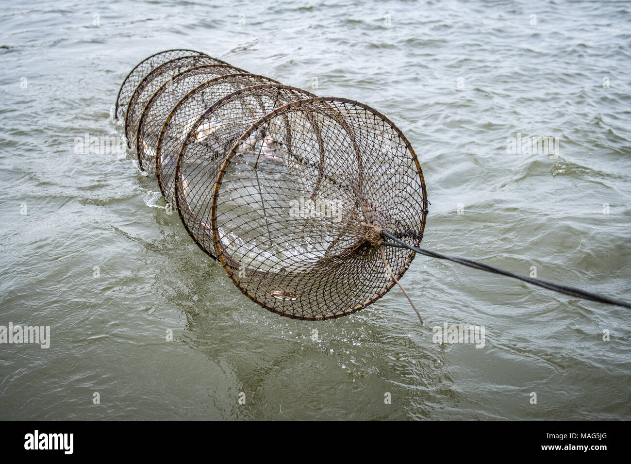 Waterman pulling in a baited catfish trap on the Potomac River near Fort  Washington, Maryland Stock Photo - Alamy