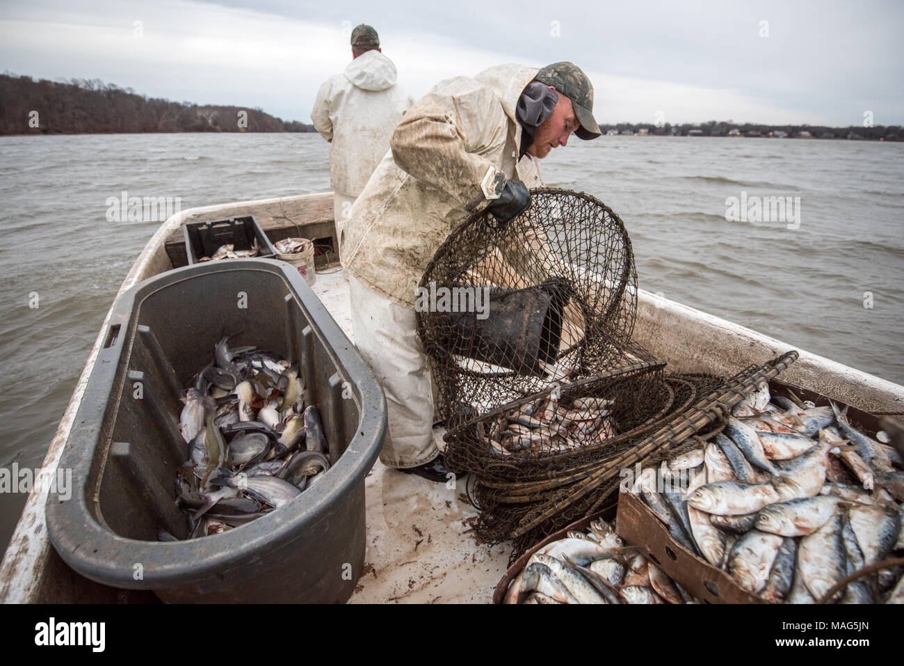 Waterman loading a hoop net with menhaden bait fish to catch blue