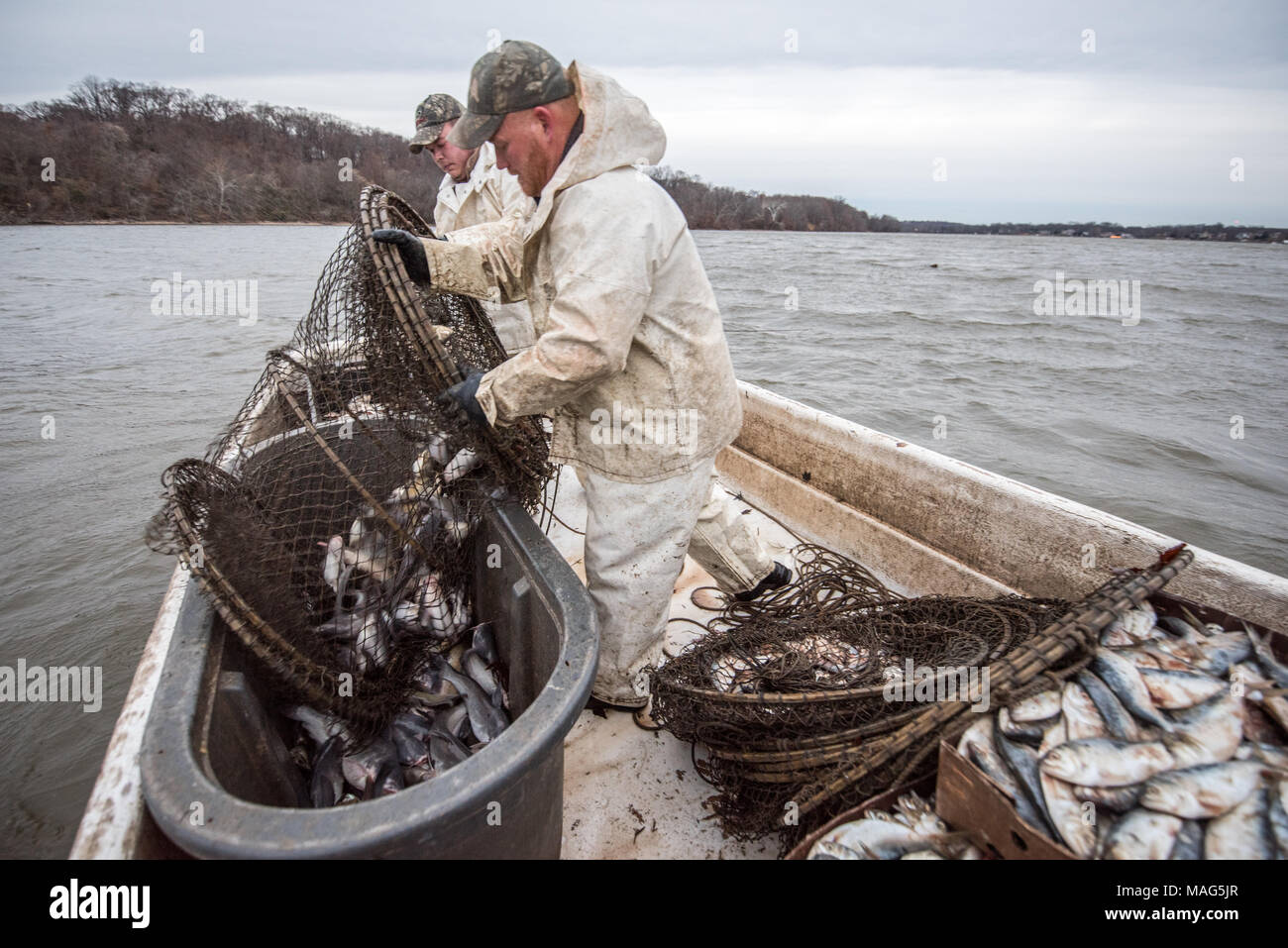 Fisherman unloading a hoop net of blue catfish into a barrel on the Potomac River Stock Photo