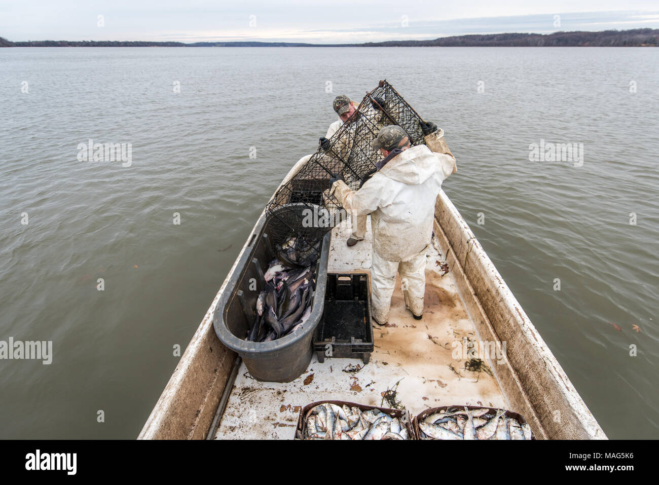 Fishermen unloading a hoop net of blue catfish into a barrel on the Potomac River near Fort Washington, Maryland Stock Photo