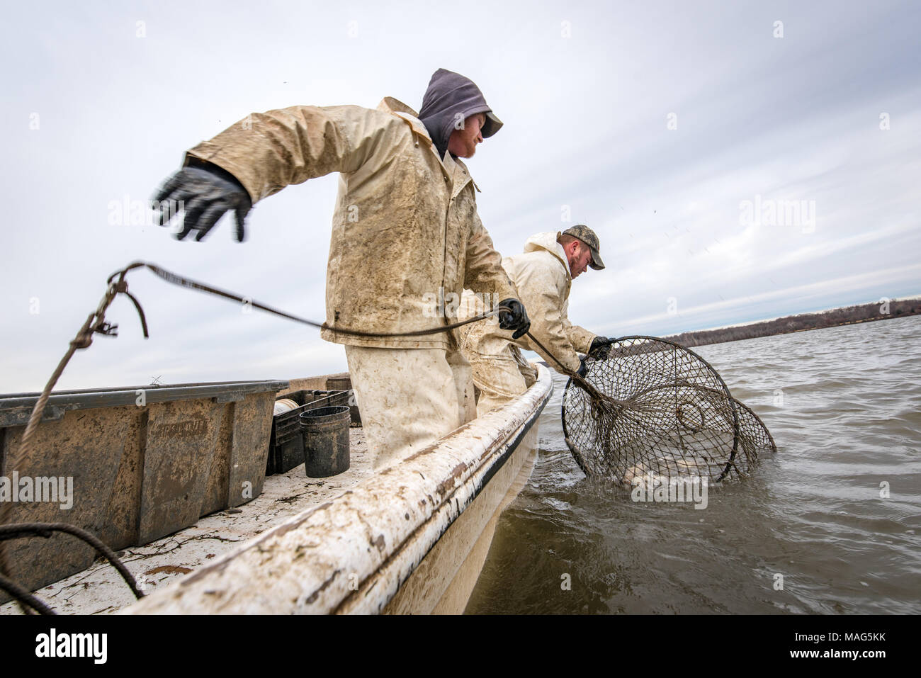 Fishermen pulling in a hoop net of blue catfish on the Potomac River near Fort Washington, Maryland Stock Photo