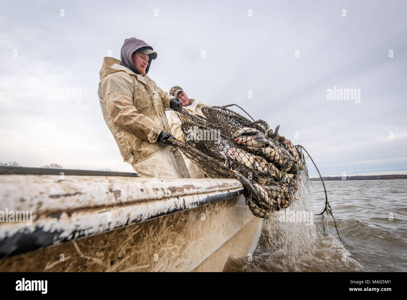 Fishermen pulling in a hoop net of blue catfish on the Potomac
