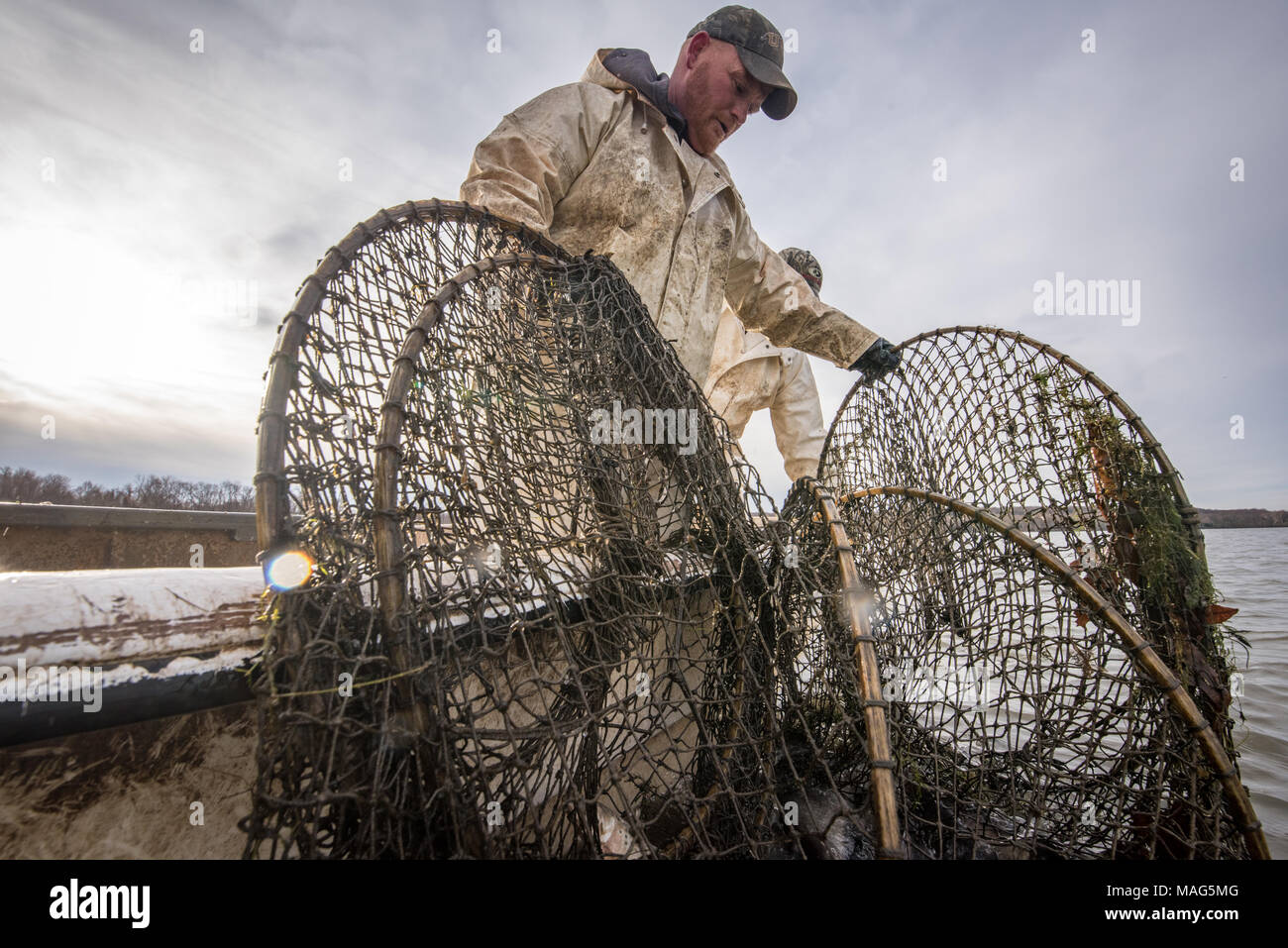 Fishermen pulling in a hoop net of blue catfish on the Potomac River near Fort Washington, Maryland Stock Photo