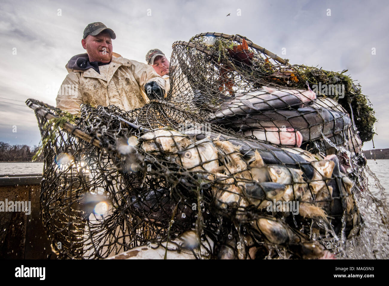 Fishermen pulling in a hoop net of blue catfish on the Potomac River near  Fort Washington, Maryland Stock Photo - Alamy