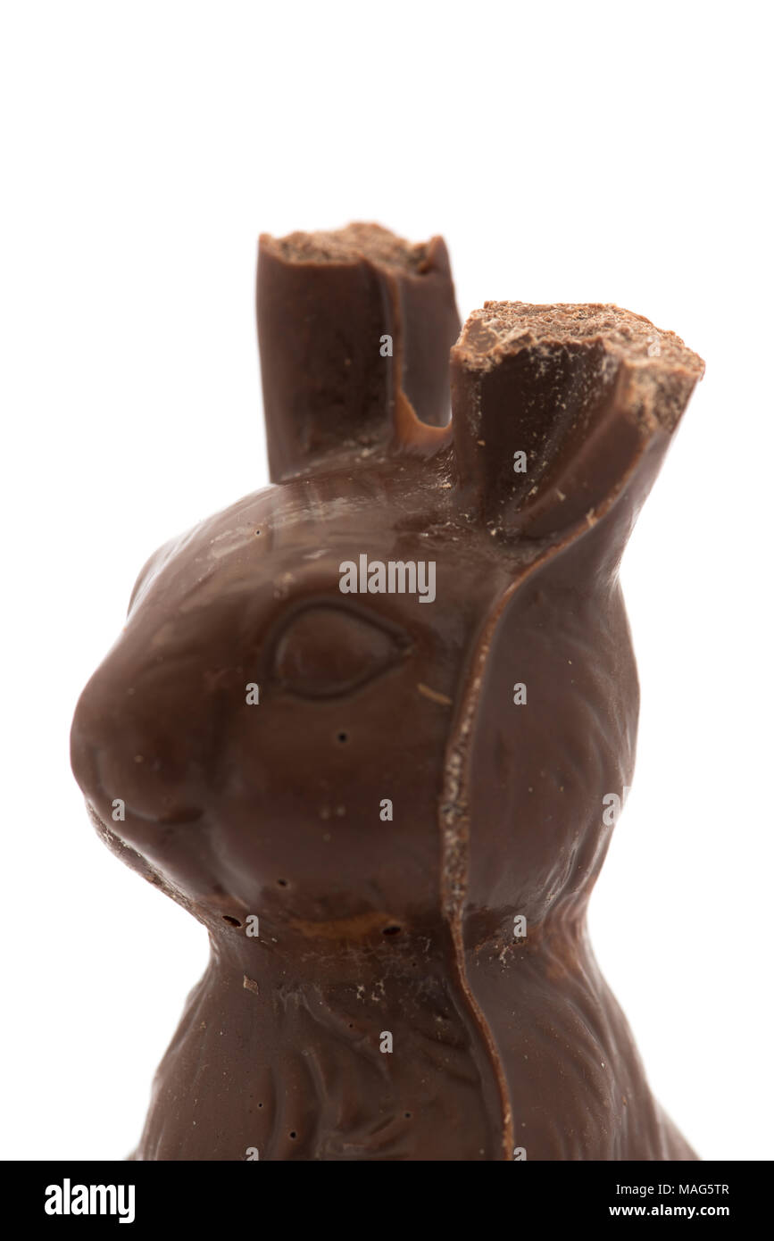 A chocolate Easter Bunny with his ears chewed off Stock Photo Alamy