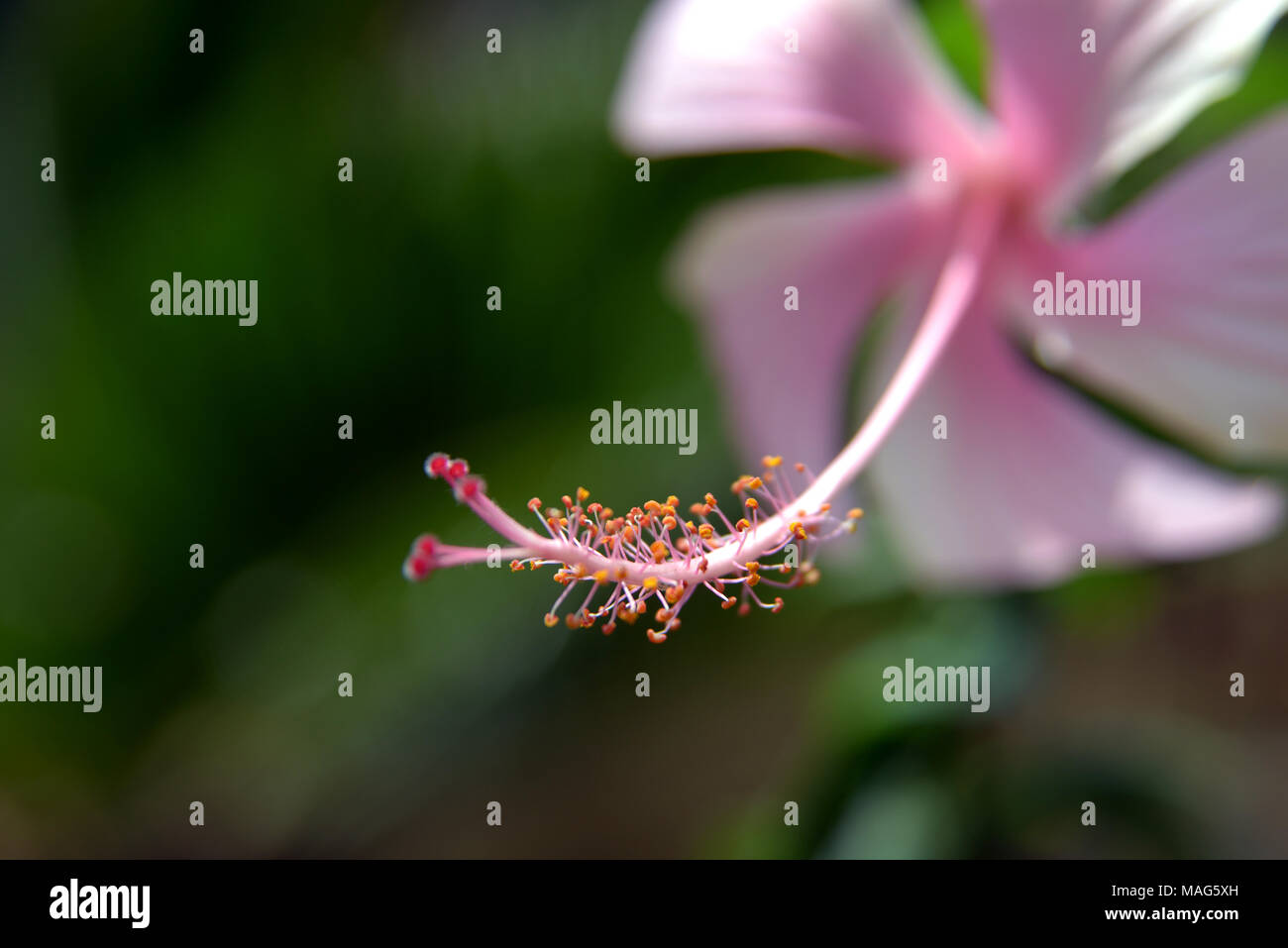 Stamen of pink hibiscus flower, selective focus Stock Photo - Alamy