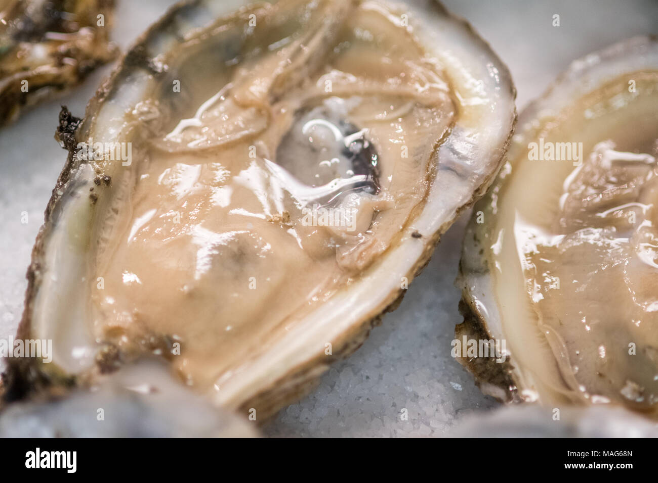 Freshly shucked wild oysters at a restaurant in Baltimore, MD Stock