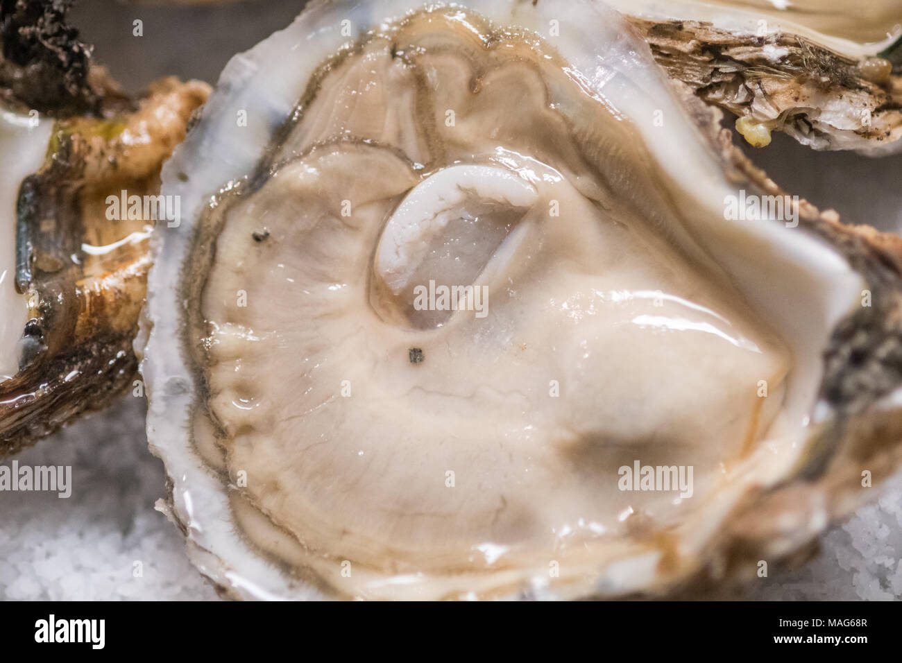 Freshly shucked oysters at a restaurant in Baltimore, MD Stock Photo