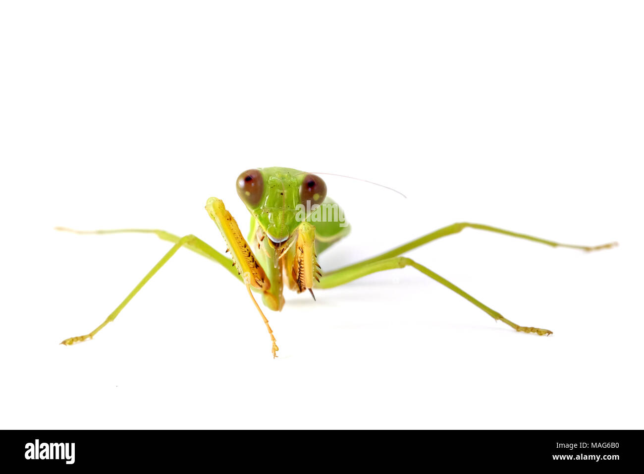 Female European Mantis or Mantis religiosa - animal behaviors front view isolated on white background. Stock Photo
