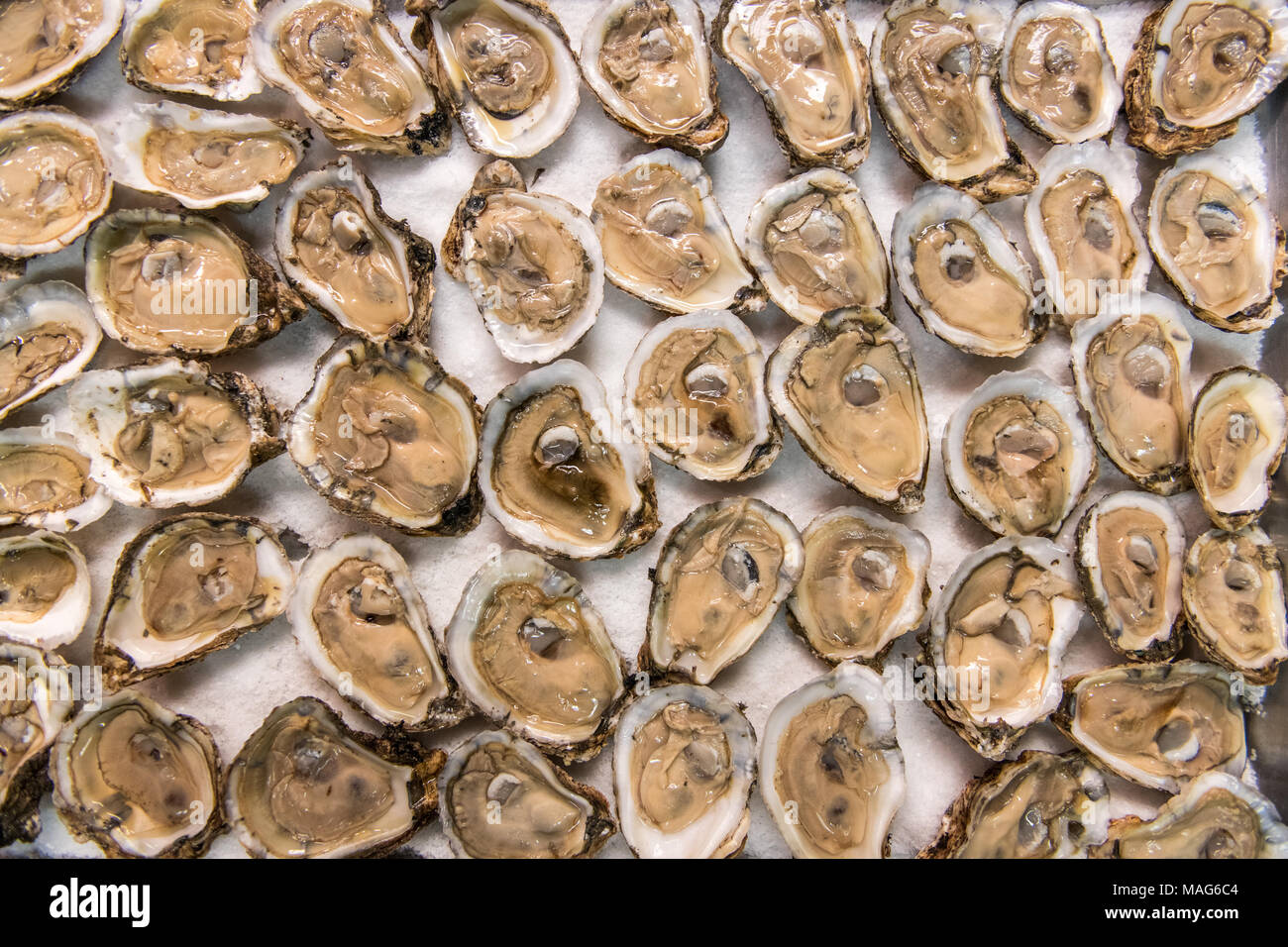 Freshly shucked wild oysters at a restaurant in Baltimore, MD Stock Photo