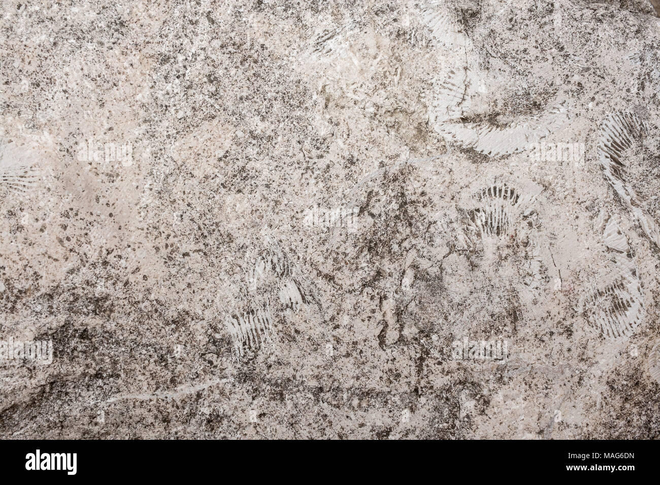 Natural stony background of porous flat rock with relief prints of seashells. Stock Photo
