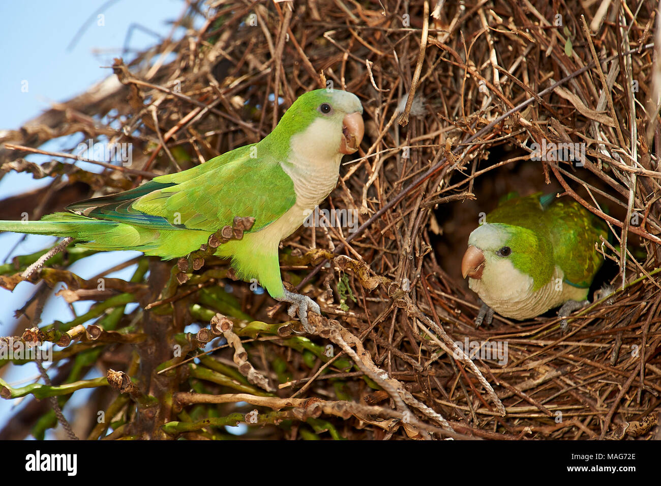 Parakeet nest clearance