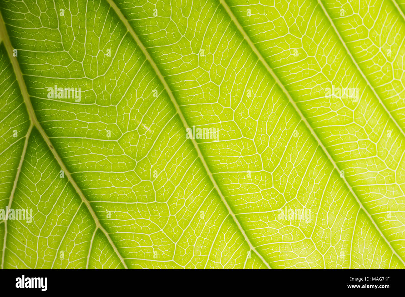 The Green leaf background for green environment Stock Photo - Alamy