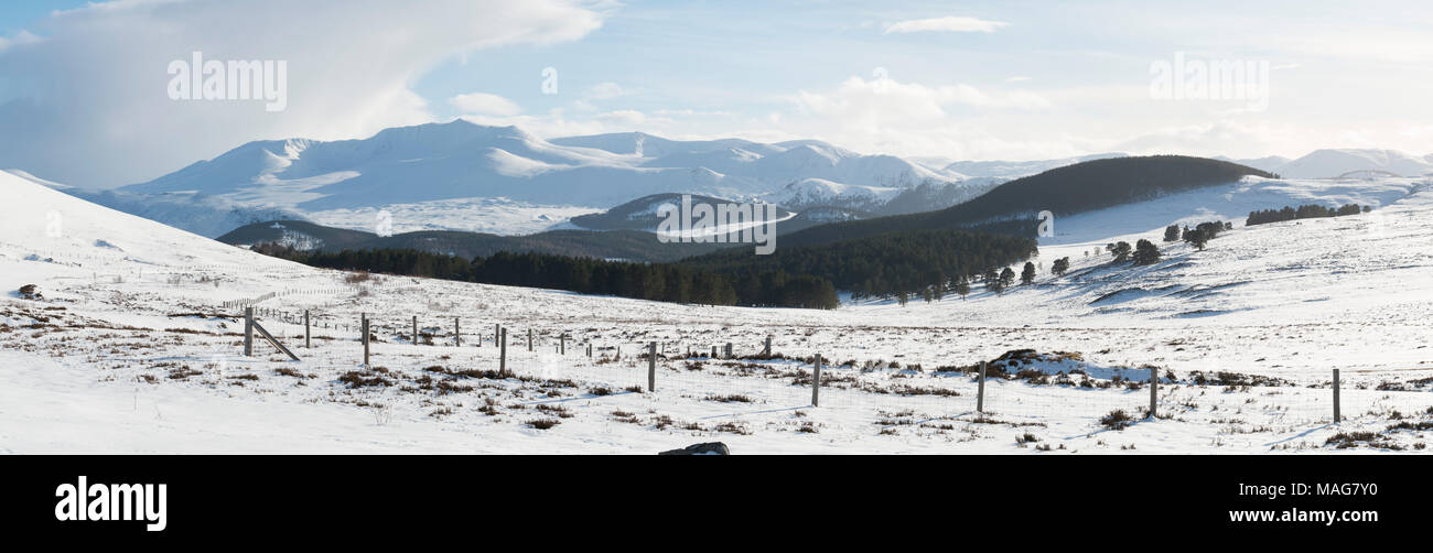 A Panoramic View Over the Forests of Royal Deeside Towards Lochnagar (Beinn Chiochan).  Prince Albert's Cairn is Visible at the Foot of Meikle Pap. Stock Photo