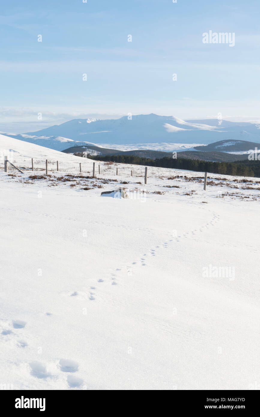 Animal Tracks in Snow and a View Towards Lochnagar in the Distance Stock Photo