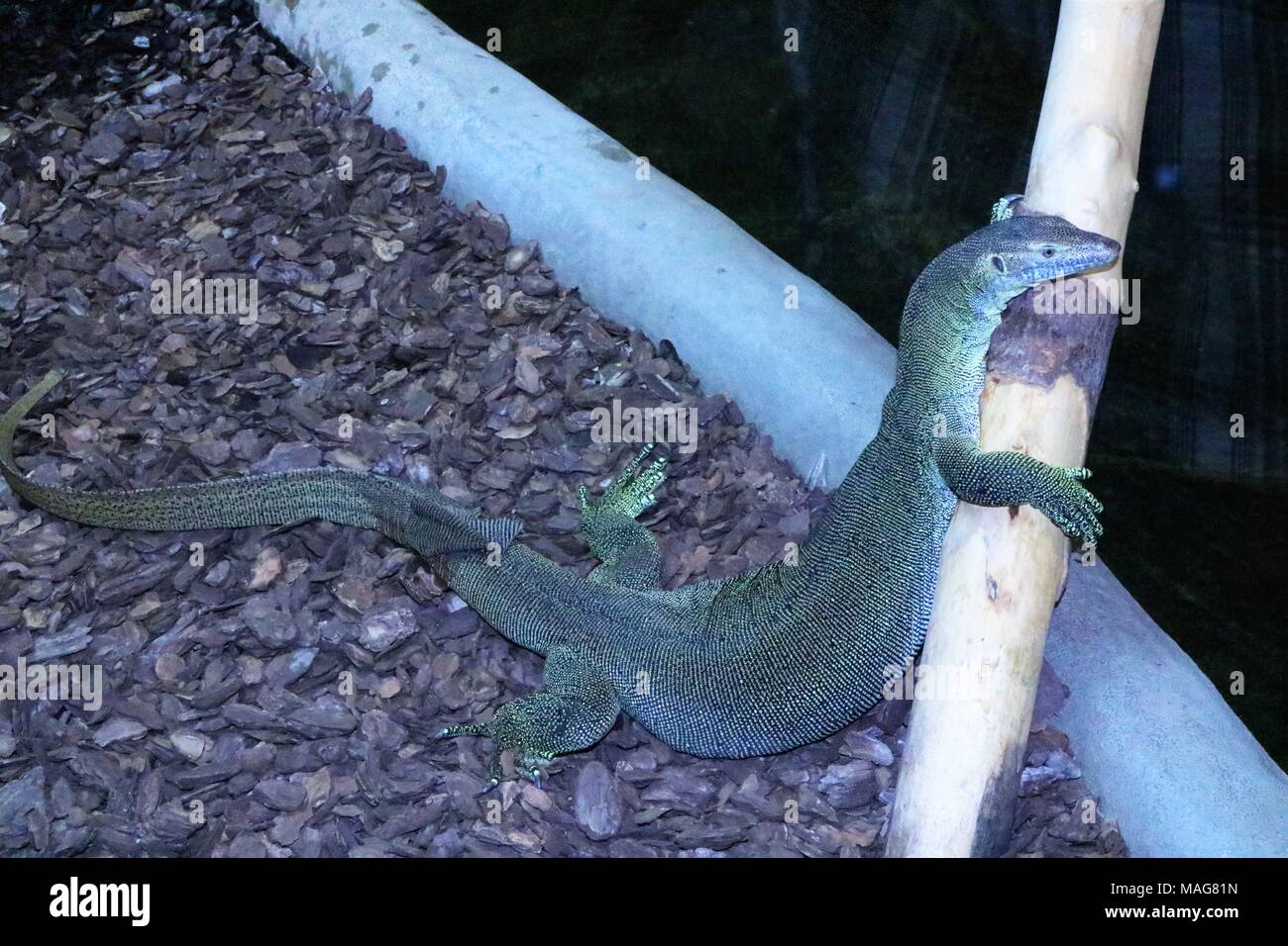 Green Martens Water Monitor hugging a branch at a tourist attraction Stock Photo