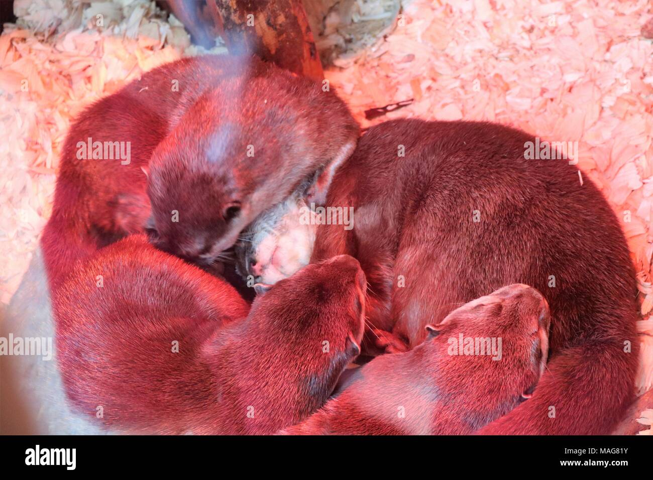 Romp of sleeping otters huddled together under a red heat lamp at a tourist attraction Stock Photo