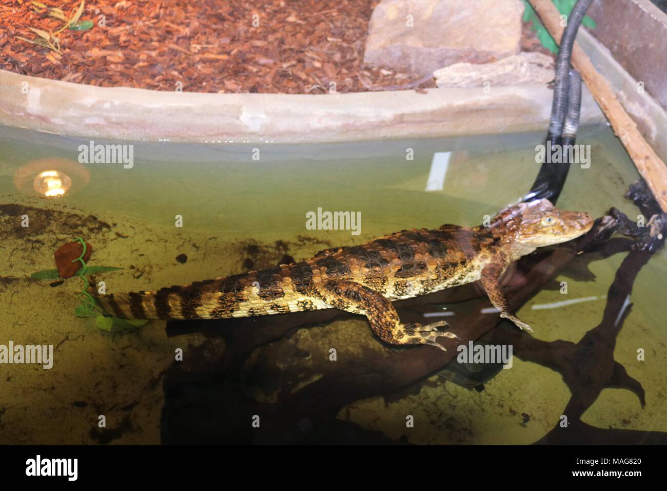 Small alligator / crocodile in water at tourist attraction Stock Photo