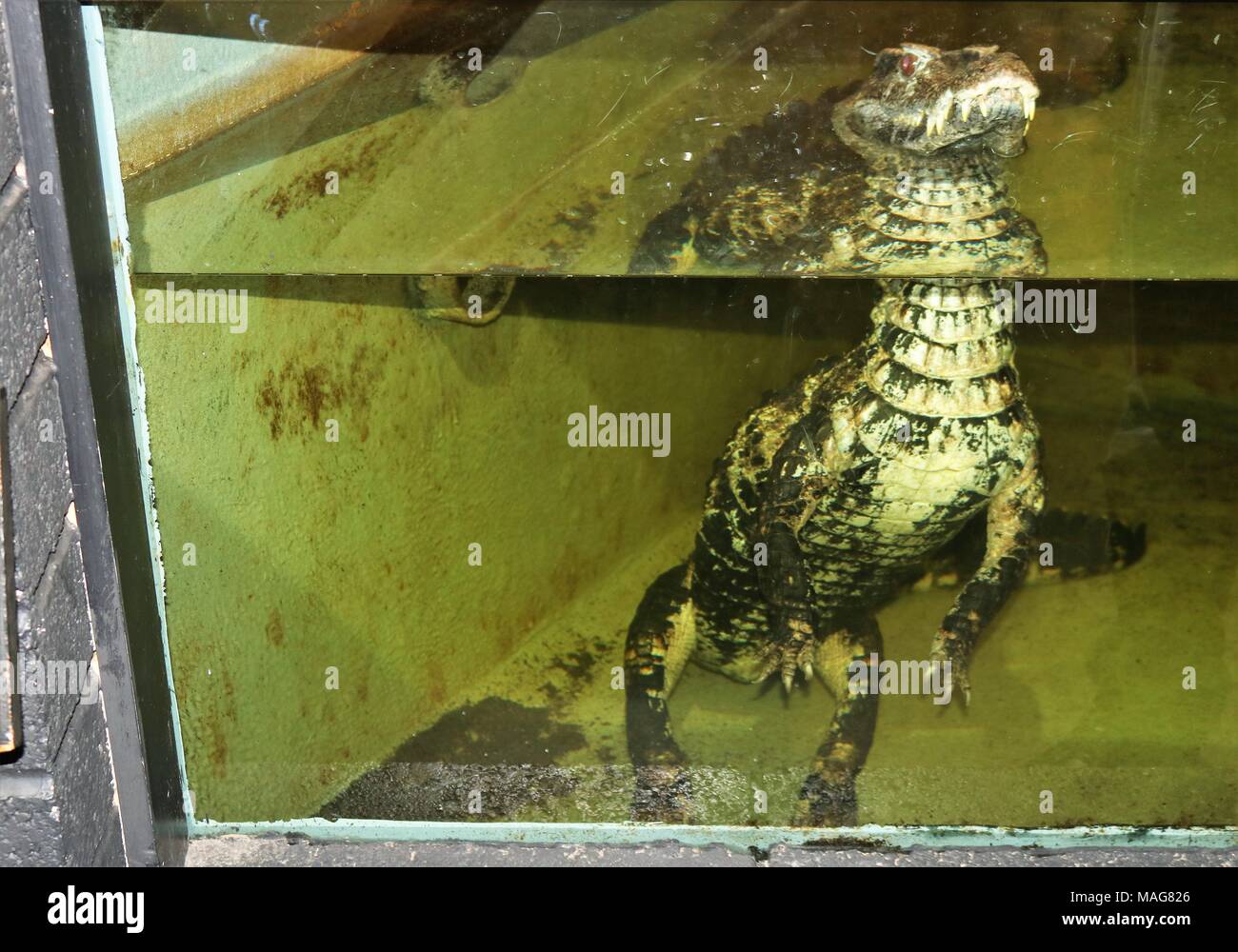 Smooth-fronted caiman half submerged in water at a tourist attraction Stock Photo
