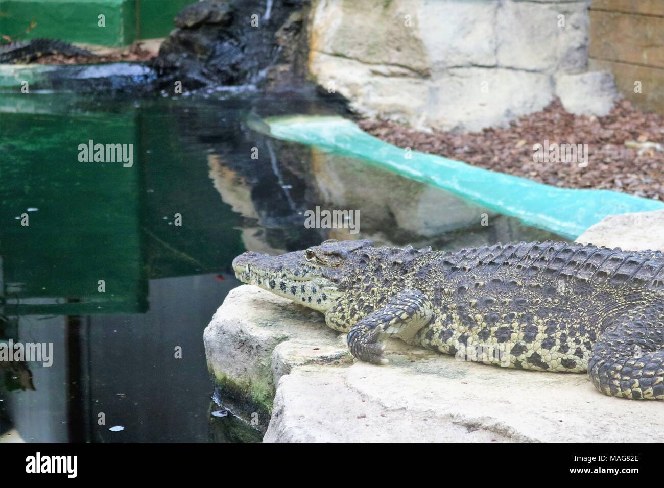 Black Caiman alligator lying on a rock near water at a visitors attraction Stock Photo