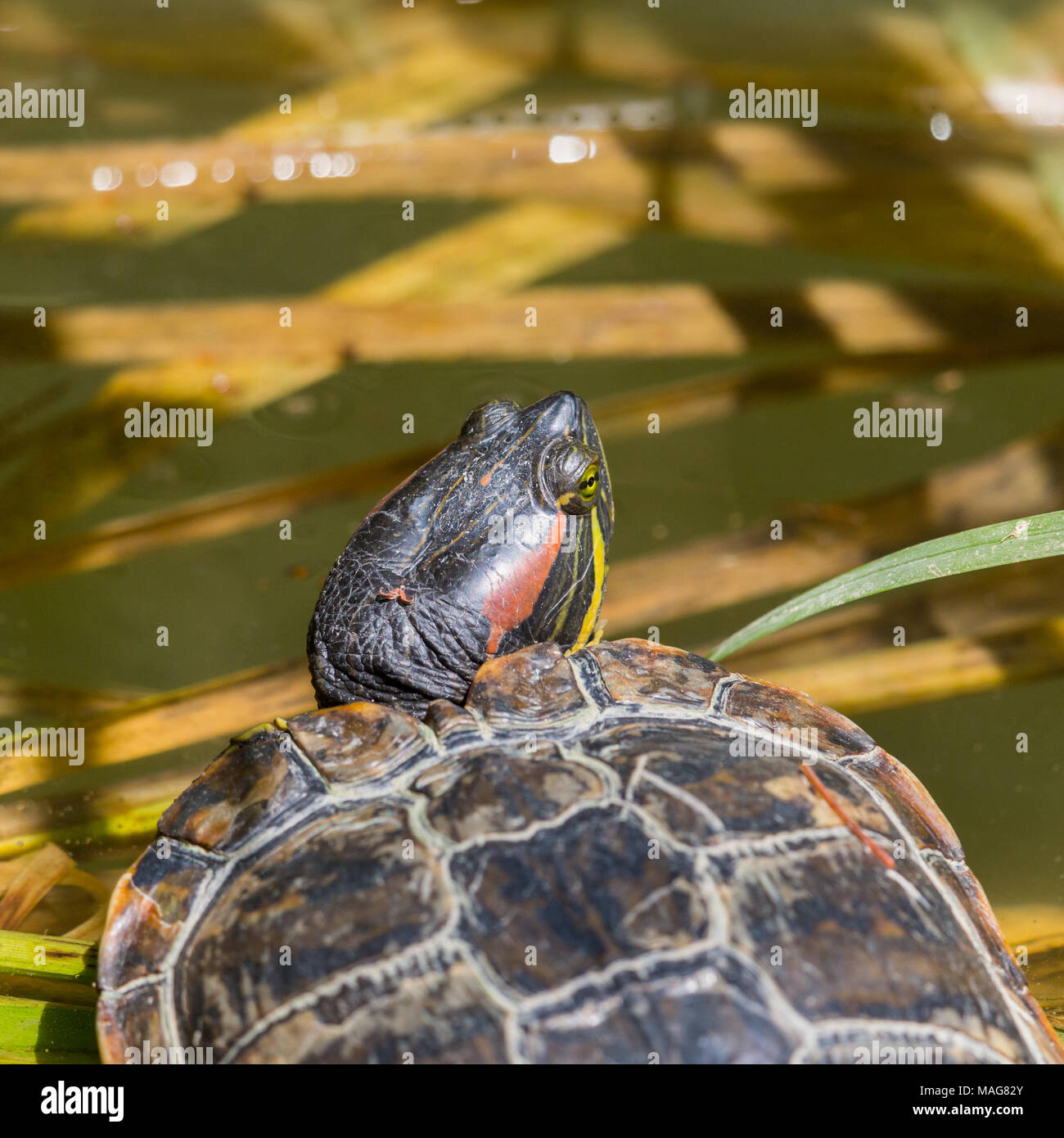portrait natural red-eared turtle (trachemys scripta elegans) lying in water, sunlight Stock Photo