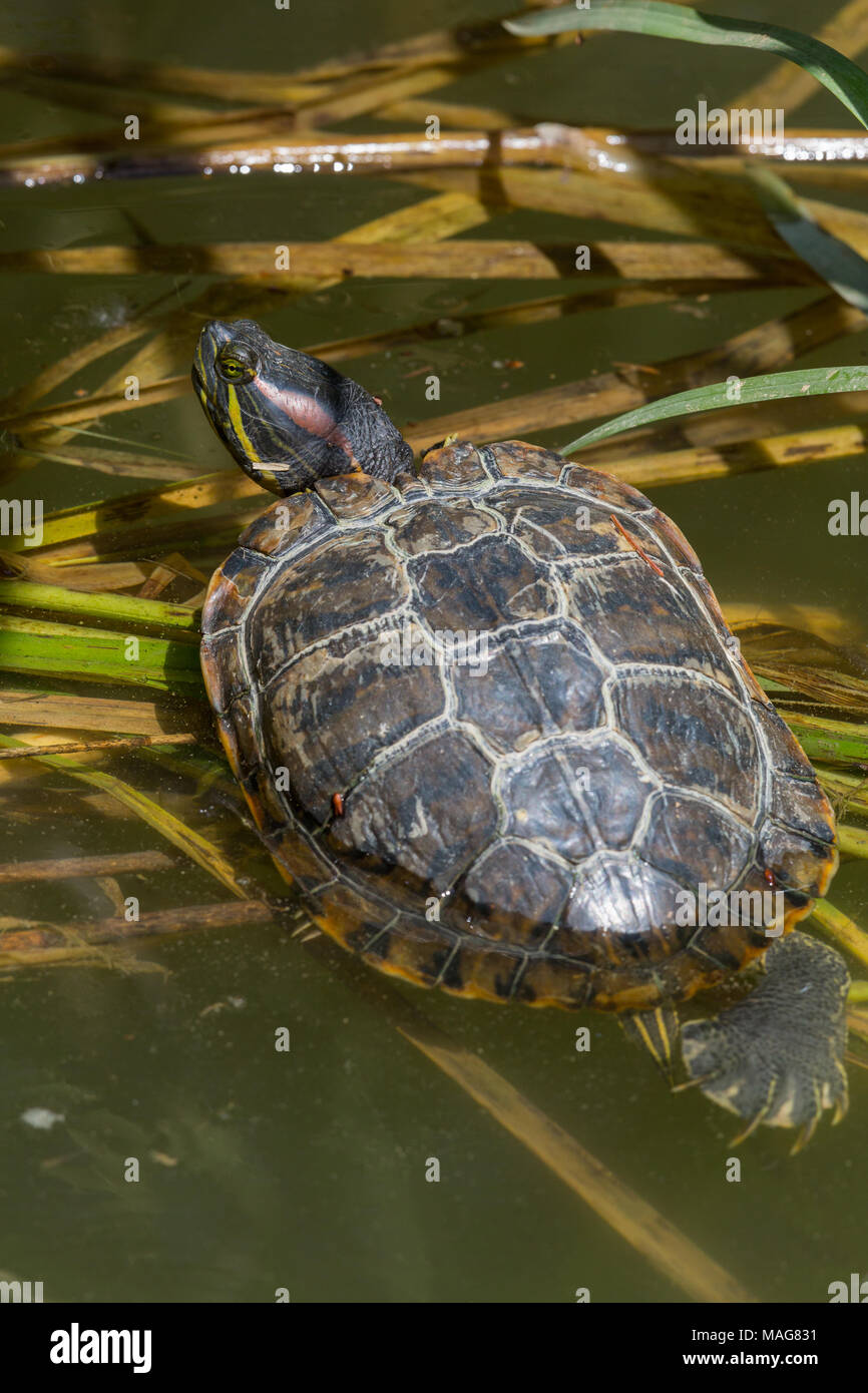 portrait of natural red-eared turtle (trachemys scripta elegans) lying in water, sunlight Stock Photo