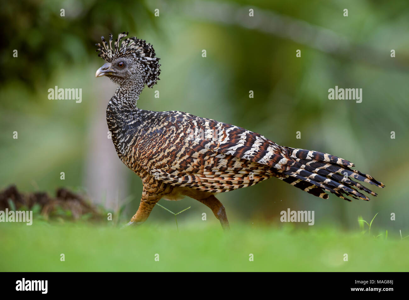 Great Curassow - Crax rubra, large pheasant-like bird from the Neotropical rainforests, Costa Rica. Stock Photo