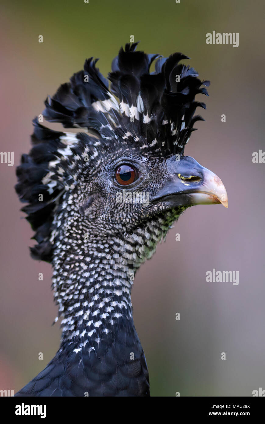Great Curassow - Crax rubra, large pheasant-like bird from the Neotropical rainforests, Costa Rica. Stock Photo