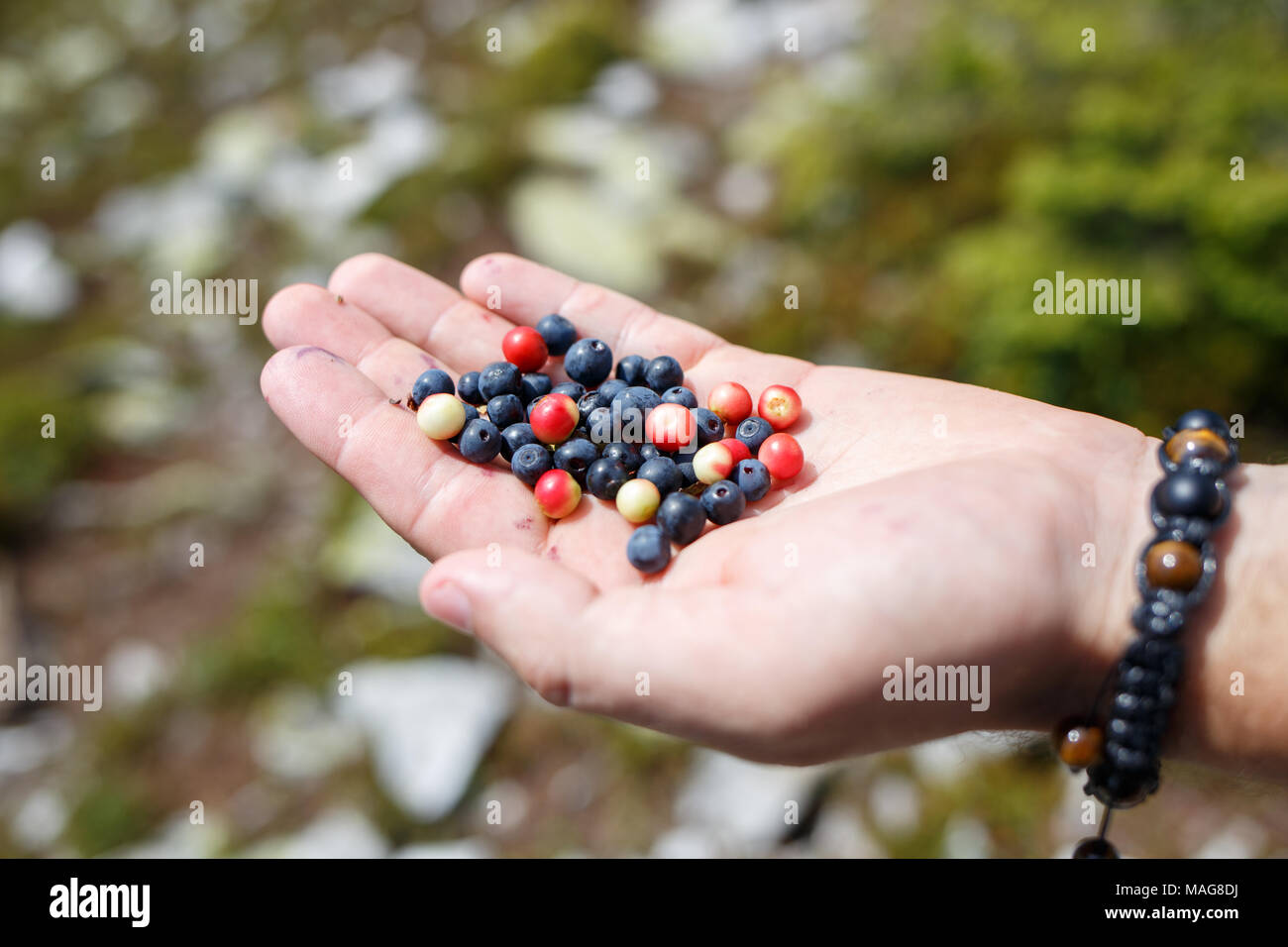 Handful of blueberries against mountain range on summer day. Sweet berries in wild nature Stock Photo