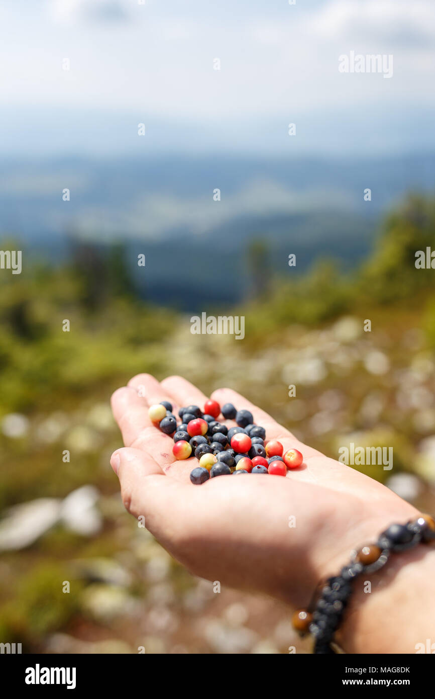 Handful of blueberries against mountain range on summer day. Sweet berries in wild nature Stock Photo