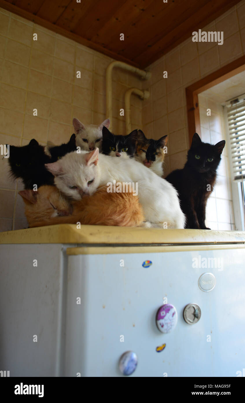 A grop of cats - fridge-top (where the heat source is) habitants, warming each other Stock Photo
