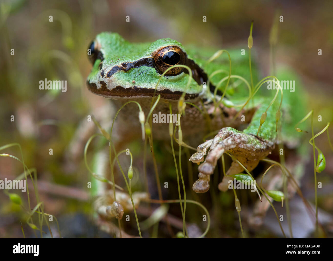 Alamy Frog High Resolution Stock Photography and Images Alamy