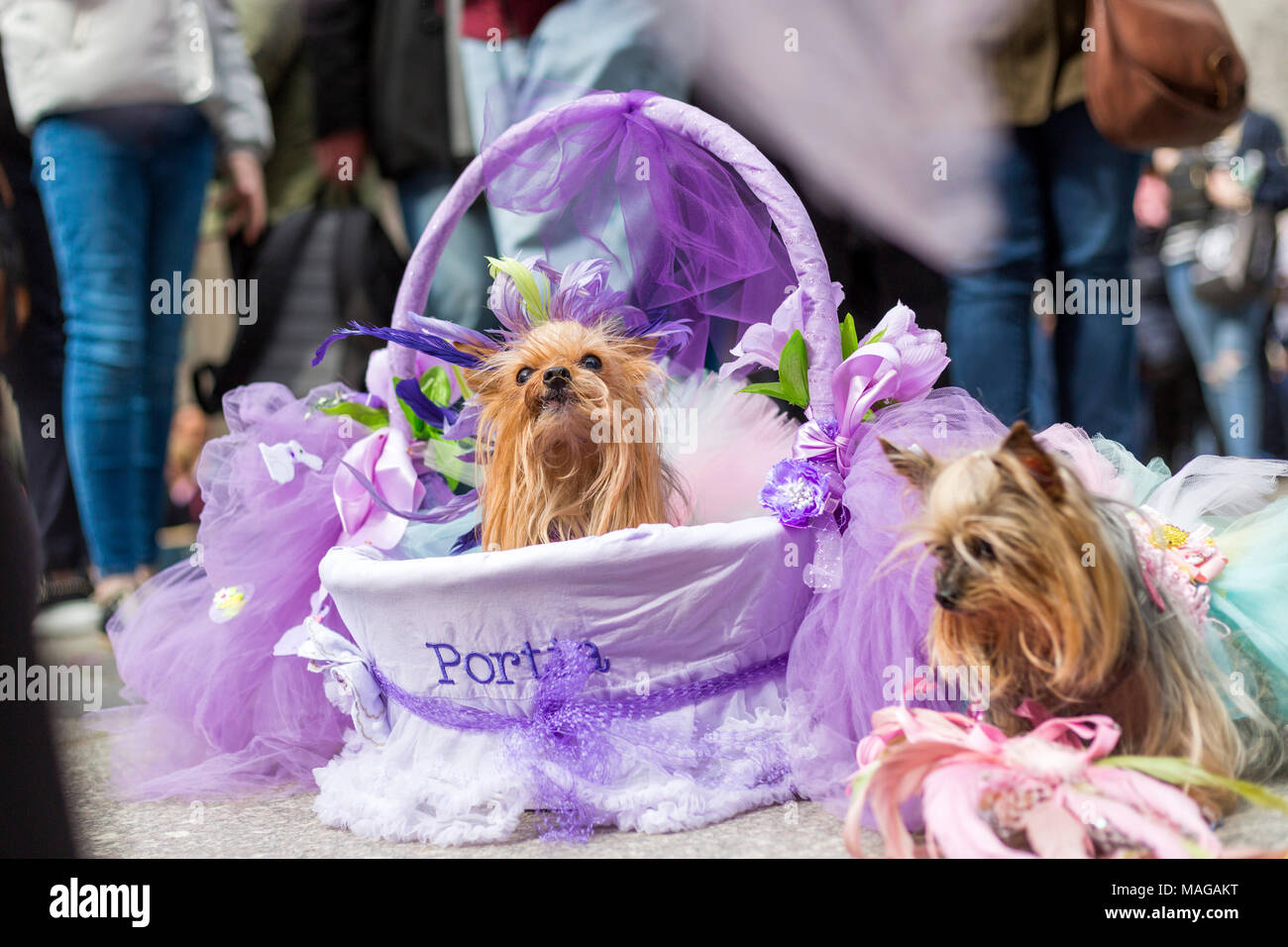 World Series: New York Mets puppy parade held in Manhattan