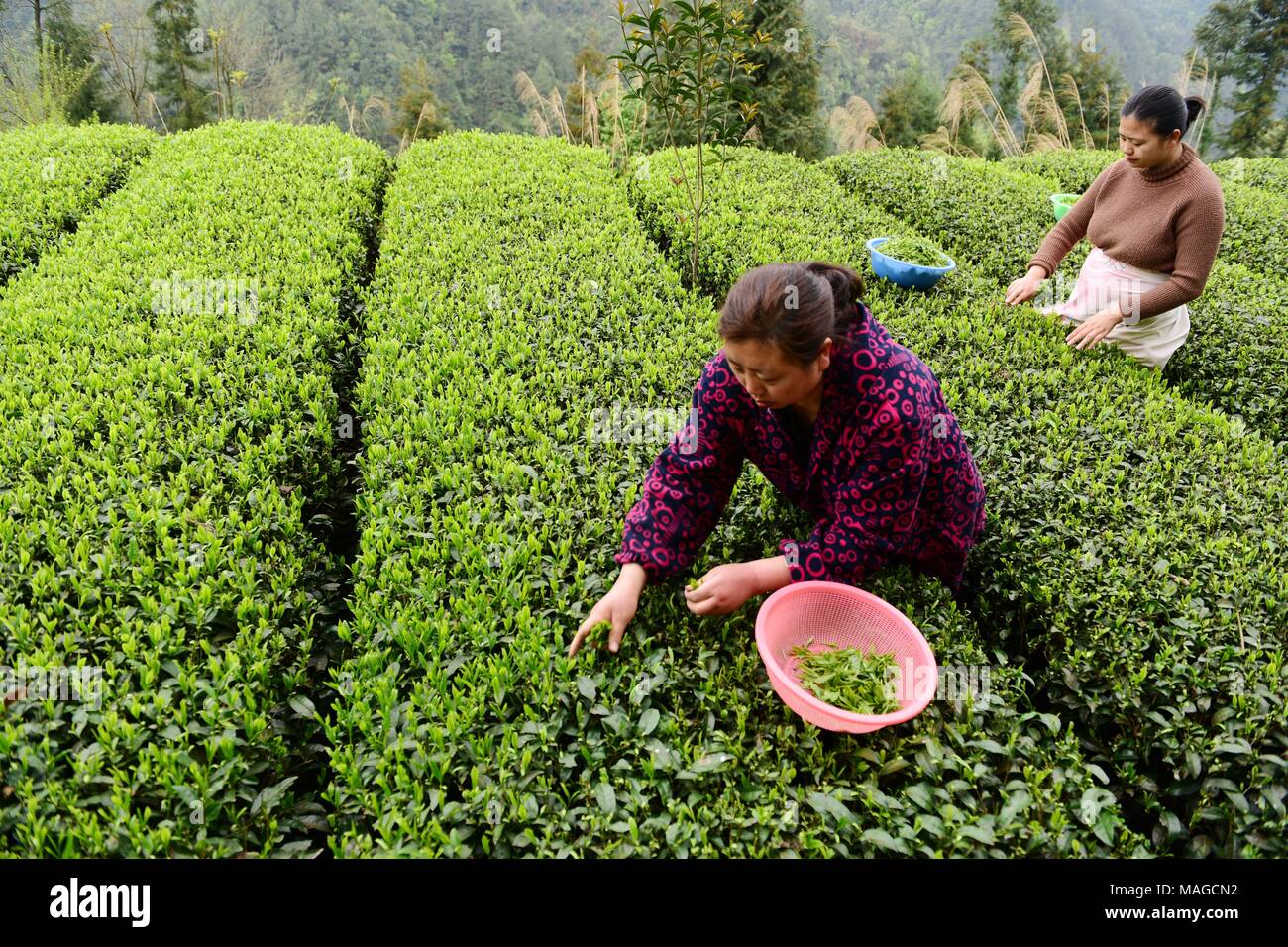 Enshi, Enshi, China. 2nd Apr, 2018. Enshi, CHINA-2nd April 2018: Peasants pick tea leaves during the tea harvest season before Qingming Festival in Enshi, central China's Hubei Province. Credit: SIPA Asia/ZUMA Wire/Alamy Live News Stock Photo