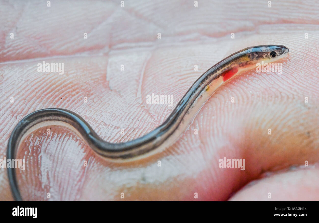 Glass eels hires stock photography and images Alamy