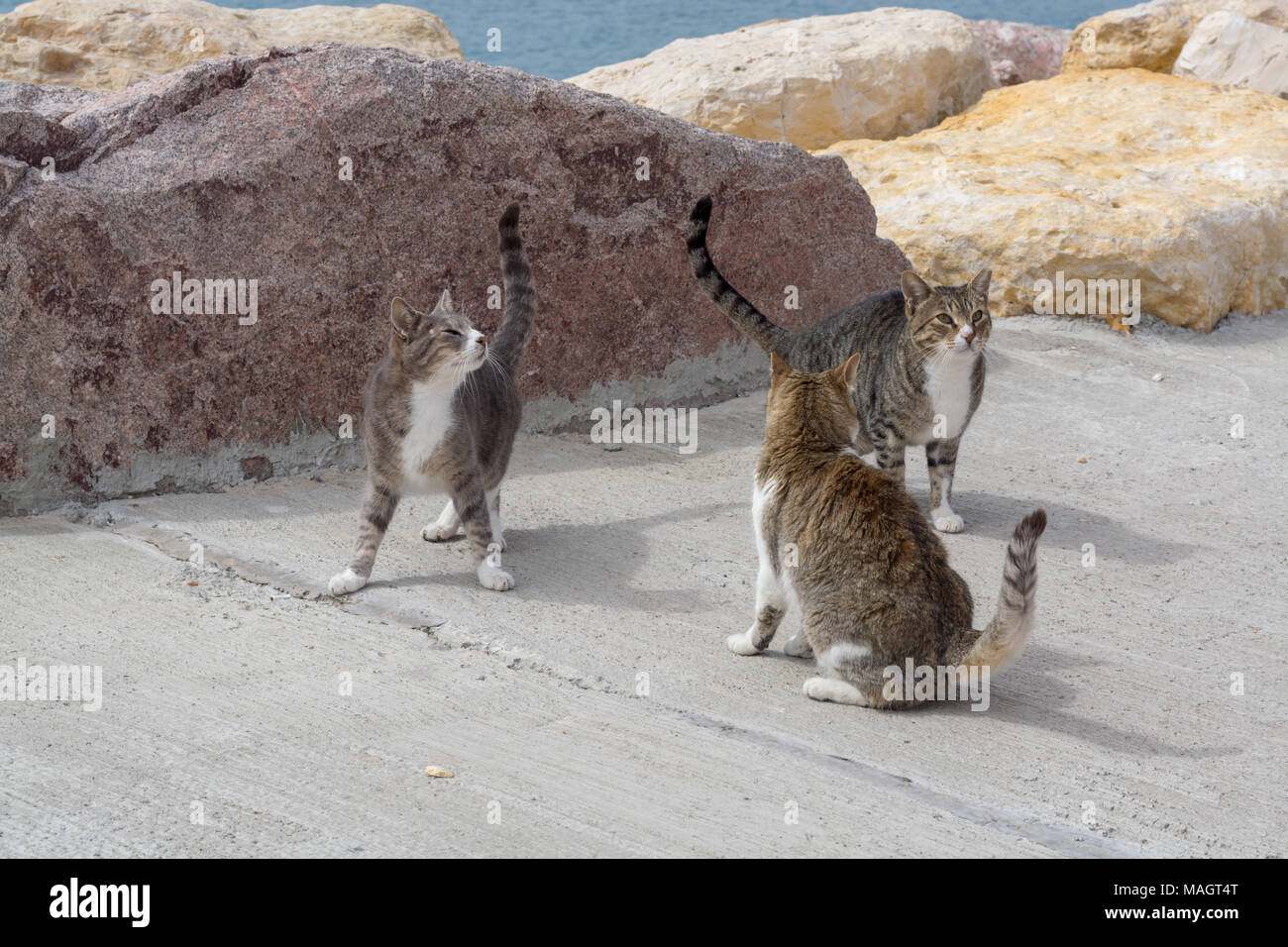 Cats of Eilat, Israel. Many cats leave on streets and beaches of Eilat, they protect the city from rats and snakes Stock Photo