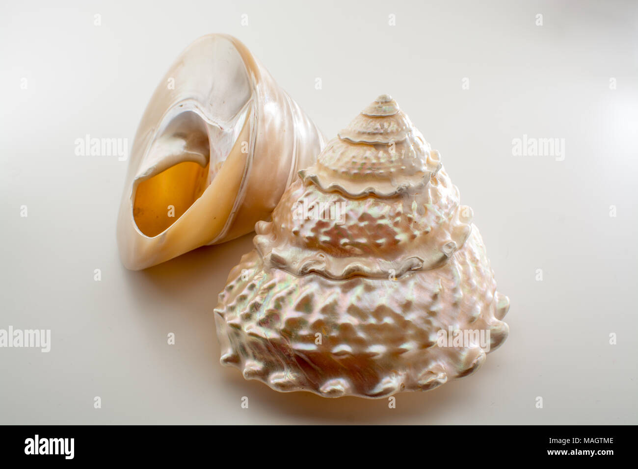 Beautiful tropical sea shells white pearly Trochus Tectus niloticus isolated, close up Stock Photo