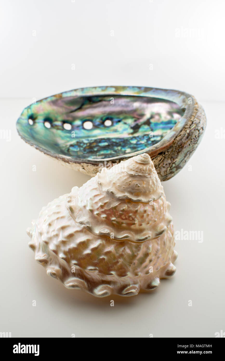 Beautiful tropical sea shells Haliotis discus abalone and pearl Trochus isolated, close up Stock Photo