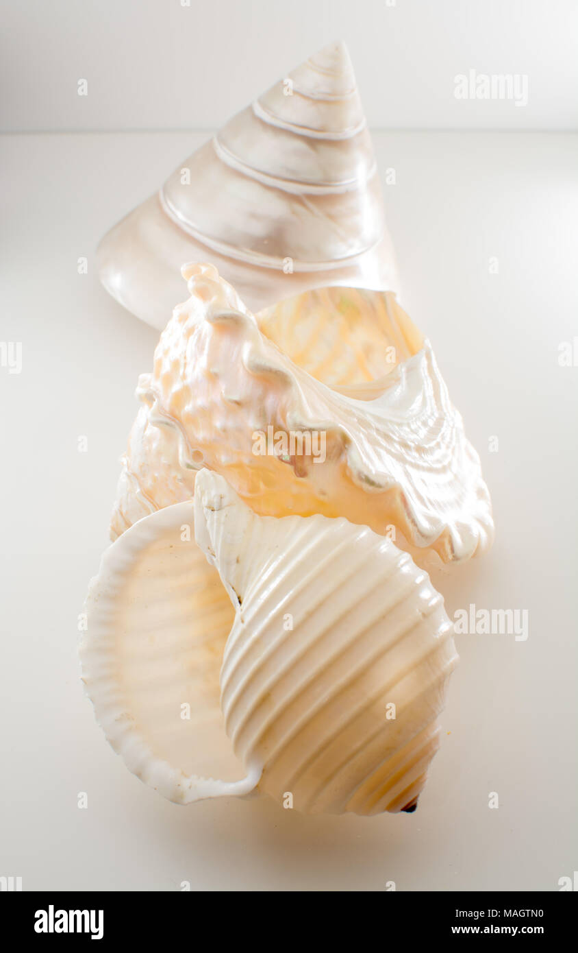 Beautiful tropical sea shells white pearly Trochus Tectus niloticus and Tonna shell isolated, close up Stock Photo