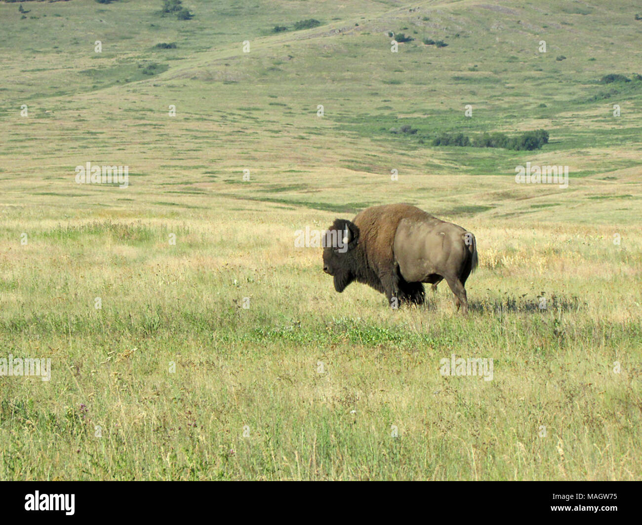 National Bison Range in MT Stock Photo - Alamy