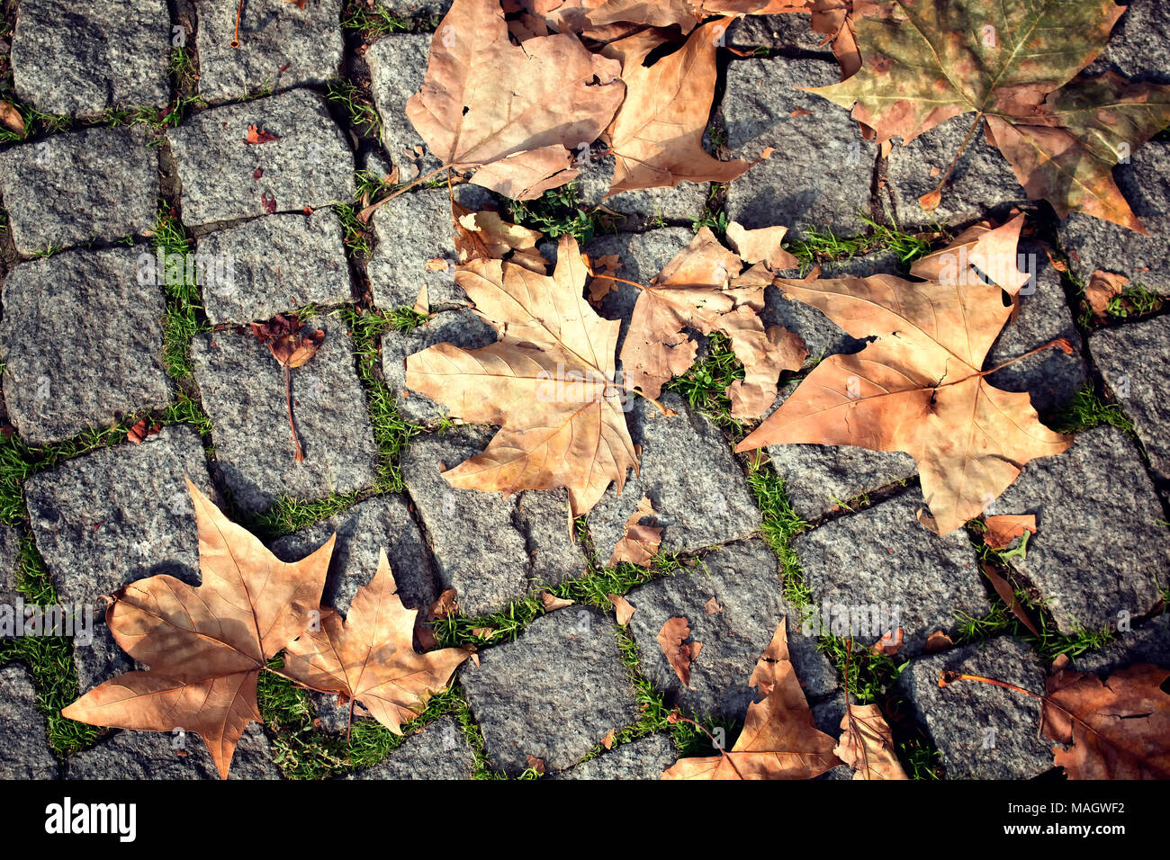 Autumn leaves on cobblestone street Stock Photo - Alamy