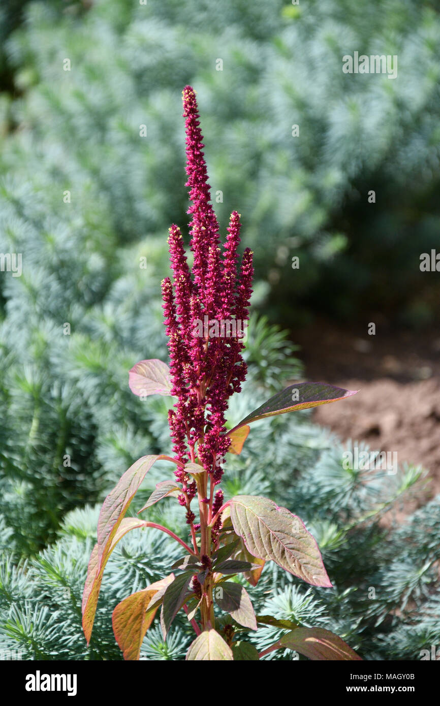 Amaranth is one of the Amaranthaceae family growing on fields May Stock Photo Alamy