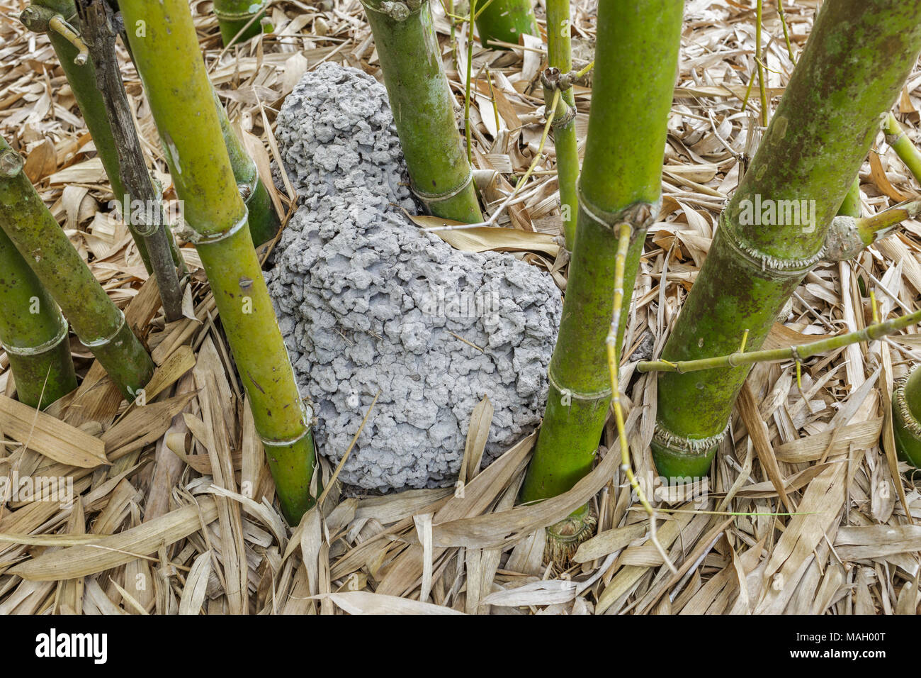 Termite nests at bamboo Stock Photo Alamy