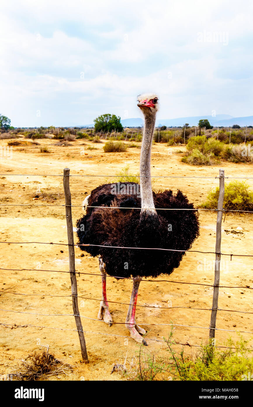 Male Ostrich at an Ostrich Farm in Oudtshoorn in the semi desert Little Karoo Region Western Cape Province of South Africa Stock Photo