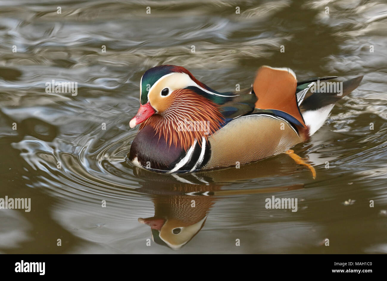 A stunning male Mandarin duck (Aix galericulata) swimming in a lake ...