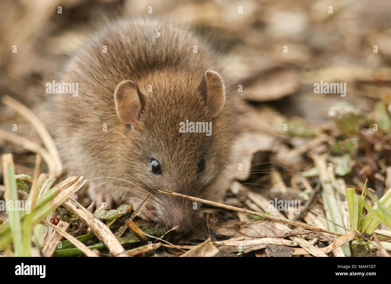 A cute baby wild Brown Rat (Rattus norvegicus) searching for food in the undergrowth. Stock Photo