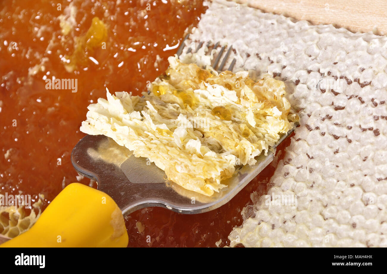 Uncapped honeycomb with uncapping fork Stock Photo