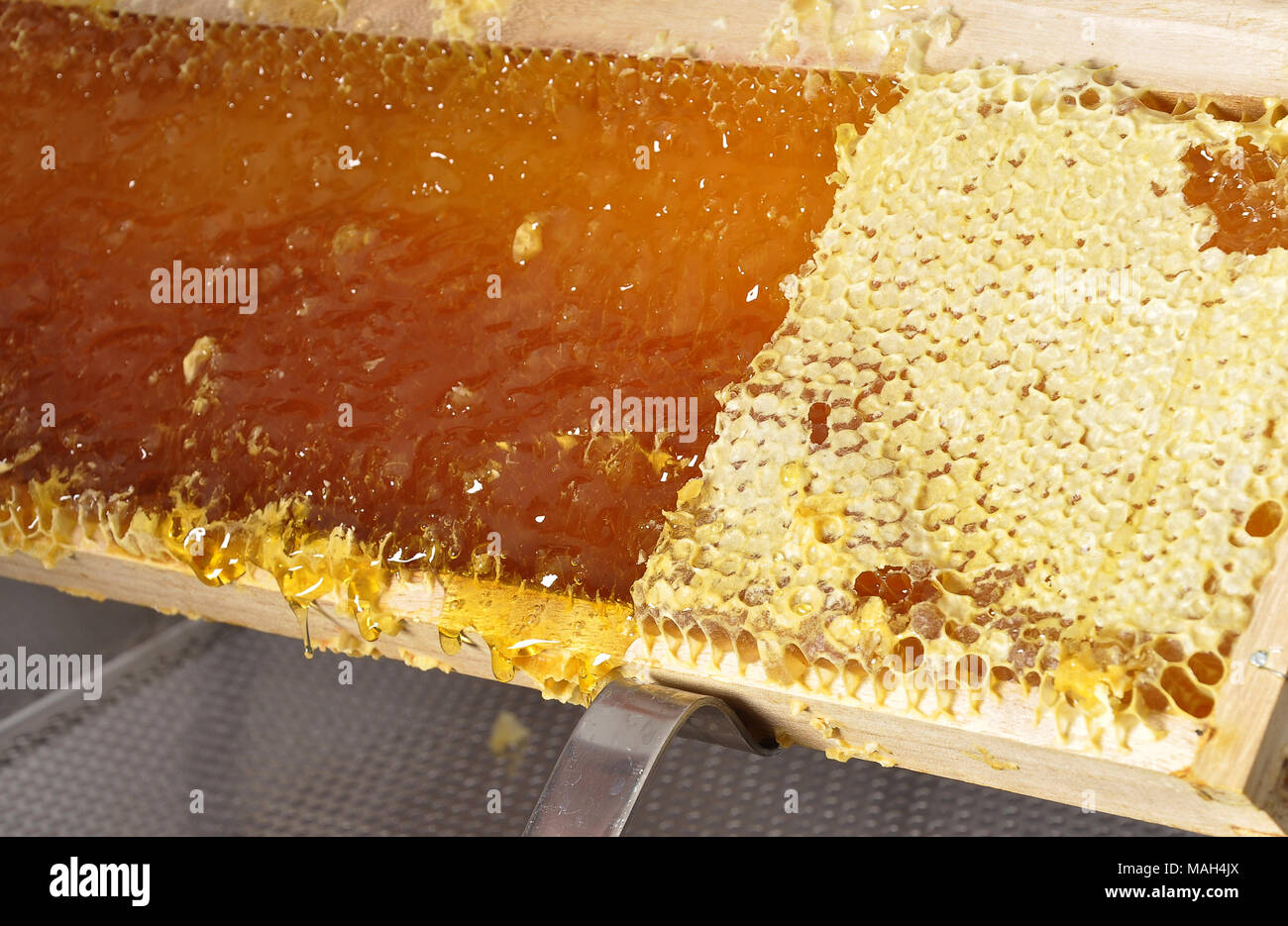 Uncapped and capped honeycomb Stock Photo